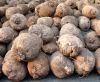 High Quality Yam Tuber...