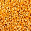 cheap Yellow Corn, Whi...