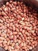 Groundnut | Raw Ground...