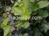Ivy Leaf Extract