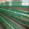 automatic breeding poultry farm cage design for big chickens