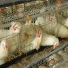 commercial plastic poultry used chicken cage for sale