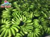 Fresh cavendish banana...