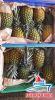 Fresh Pineapple