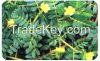 Tribulus Terrestris Ex...