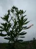 Stevia extract