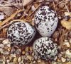 Parrot eggs ostrich eggs and eagle eggs for sale