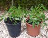 flowerpot, nursery pla...