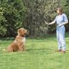 300 Yards Remote Dog Training Shock Collar for Dogs with LCD Backlight