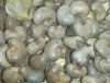 Cashew Nuts