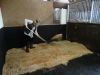 Horse Bedding Wood Pellet Starter Kit