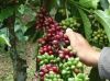 Coffee Robusta