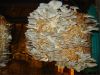 Oyster Mushrooms ( Dried)