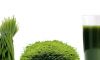 Wheatgrass powder