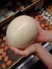 Fertilized Ostrich Eggs for sales