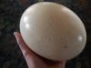 Fertilized Ostrich Eggs for sales