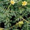 Tribulus Terrestris Ex...