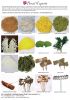 Dried Grass - Leaves a...