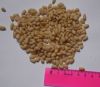 Kernel pine nuts (Sibe...