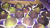 figs