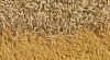  Indian Cumin Seeds/ Cassia Tora Seeds/ Cumin Seed Powder