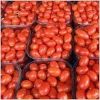 Fresh Indian Onions