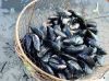 Frozen Mussels , Clam ...