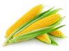 yellow maize corn