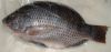 Tilapia Whole Round