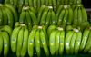 Cavendish Bananas