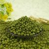 Green Mung Beans / Green Gram / Vigna radiata (Red Ruby)