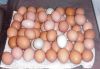 Farm Fresh Chicken Table Eggs Brown and White Shell Chicken Eggs