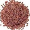 Psyllium Husk Powder(Isabgol)