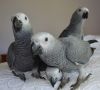 african grey parrots f...