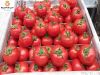 High Quality Tomatoes