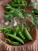 Snow Peas || EatFresh ...