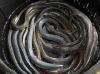 Live Eels,Eels,Frozen ...