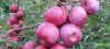 Florina apples