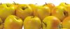 Golden delicious apples