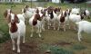 Top quality Live Sheep...