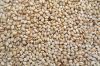 SESAME SEEDS 