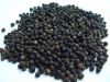 Black Pepper (Piper Gu...