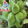 FRESH YOUNG COCONUT