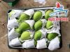 Viet Nam Fresh Mango Natural and Best Price.