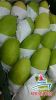 Viet Nam Fresh Mango Natural and Best Price.