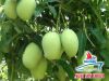 Viet Nam Fresh Mango Natural and Best Price.