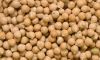 Dried Chickpeas Wholesale