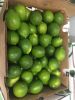 Seedless Lime (40pound...