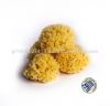 Sea Sponge