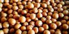 Graded Macadamia nuts